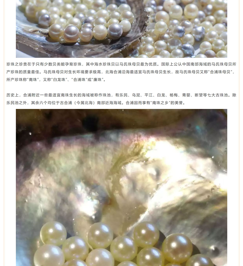 古老南珠，綻放異彩